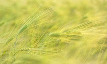 wheat background 