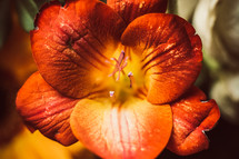 center of a red orange flower 