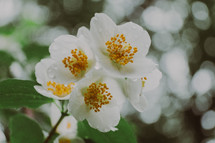 white spring blossoms