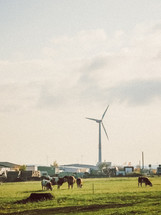 cows and a wind turbine