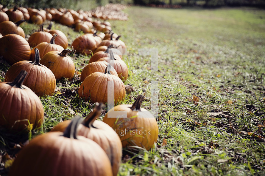 fall pumpkin display 