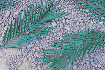 palm fronds on stones 