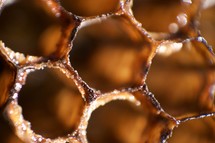 honeycomb 
