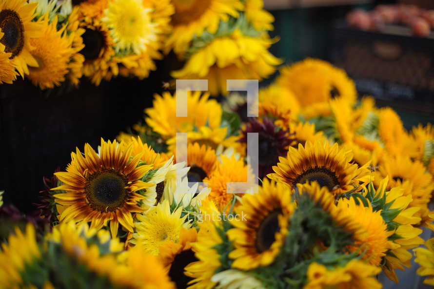 sunflowers at an outdoors flower market 