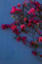 fuchsia flowers against a blue wall 