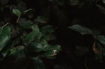 leaves in dark forest