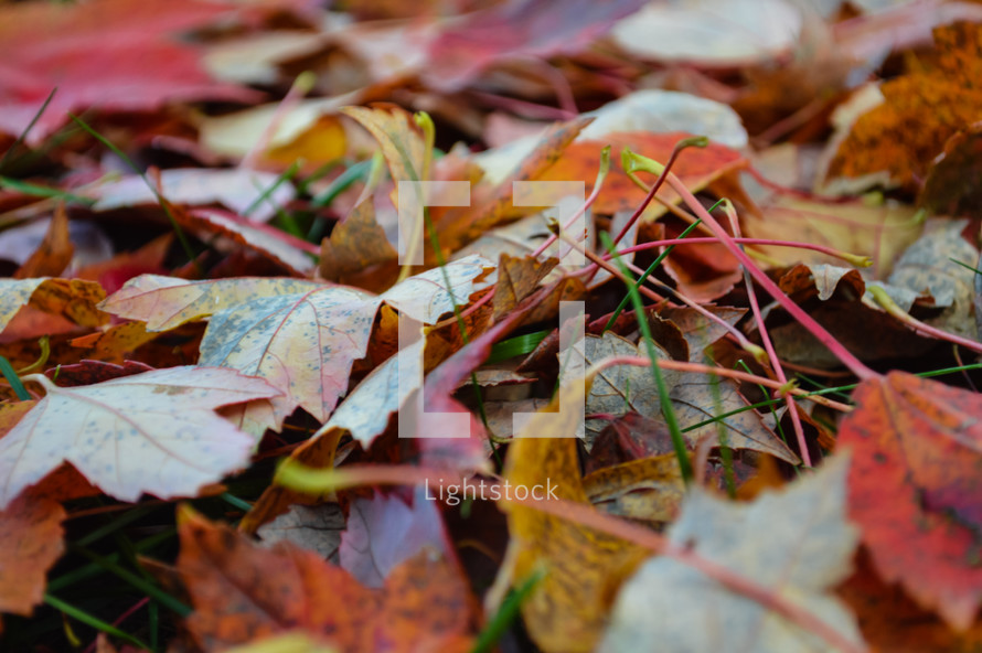 Autumn Leaves Up Close on the ground