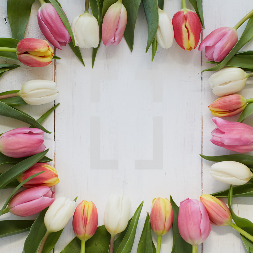 border of spring tulips on white wood boards 