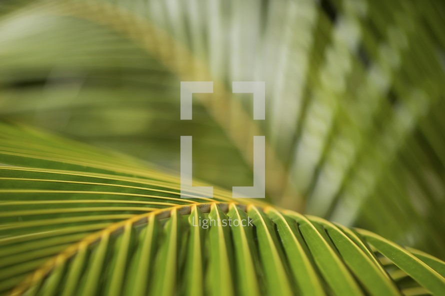 palm frond closeup 