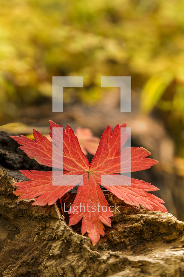 red fall leaf on a log 