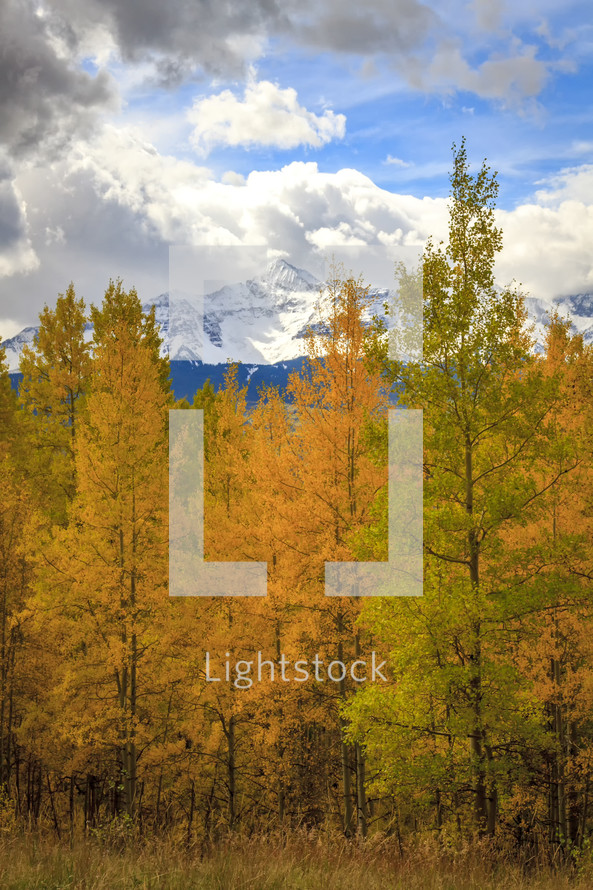 snow capped mountain peaks and yellow fall forest 