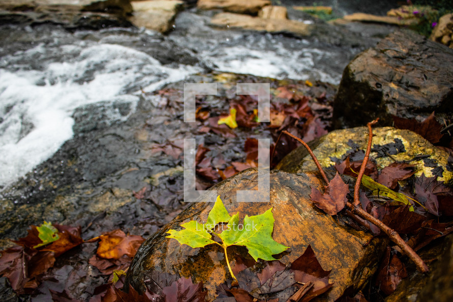 fall leaves on rocks by a stream 