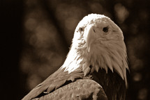 Bald eagle.