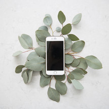 smart phone on eucalyptus leaves.