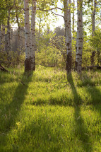 sunlight on the forest floor