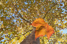 Falling orange leaf next to trunk of tree