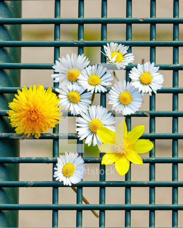 Small yellow and white flowers in green grid