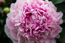 closeup of a pink flower 