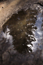 reflection of trees in a puddle 
