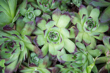 green and purple succulent plants