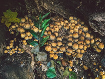 mushrooms on a forest floor 
