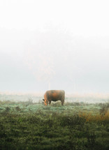 A cow grazing on dewy grass and foliage on a foggy morning 