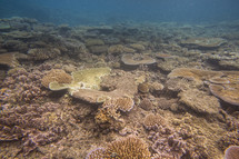 Coral reef in the ocean.