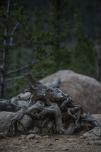 roots on a fallen tree 