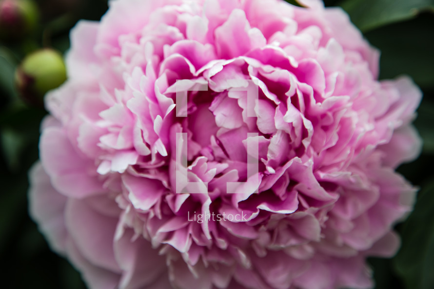closeup of a pink flower 
