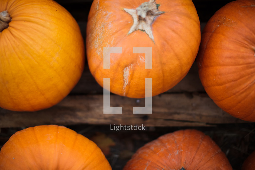 pumpkins on wood 