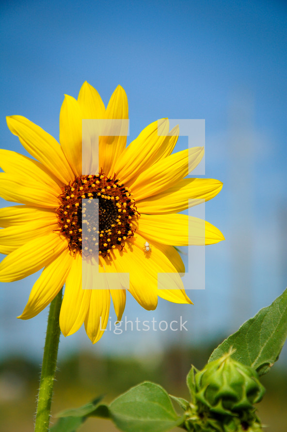 spider on a sunflower 