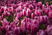 pink tulips