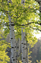 quaking aspen tree trunks and branches