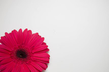 gerber daisy on a white background 