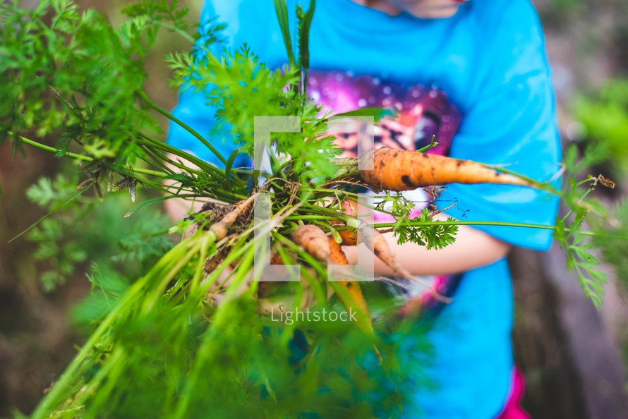 child picking carrots 