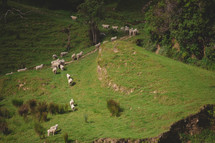 flock of sheep on a slope 