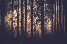 Sunlight shining into a dark forest.