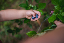 a toddler picking blueberries 