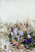 Crocus flowers blooming in springtime in the grass.