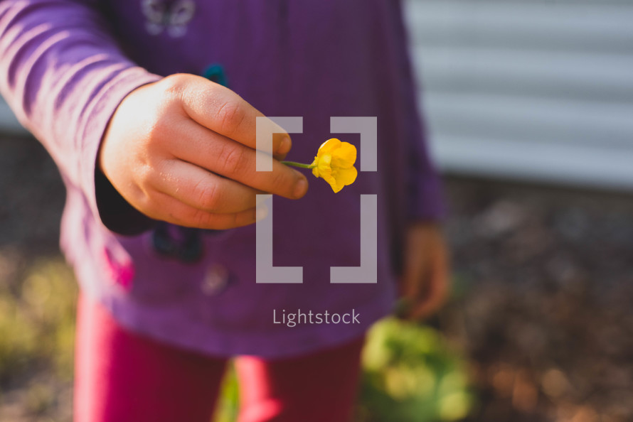 a child holding a yellow flower 