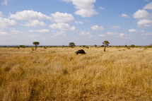 wildebeest in open field