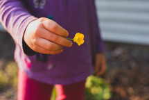 a child holding a yellow flower 