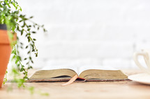 house plant and open Bible on a table 