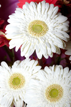 white gerber daisies 
