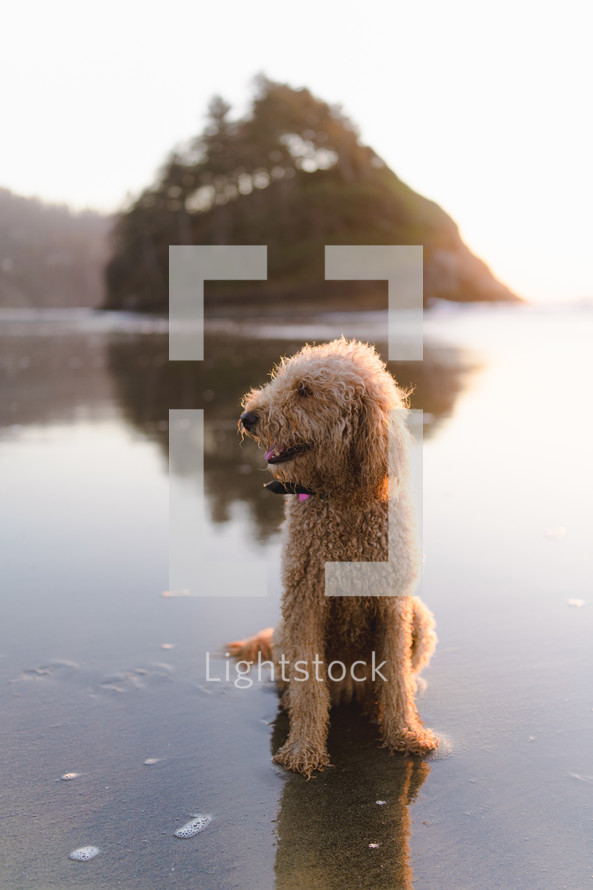 dog sitting in wet sand 