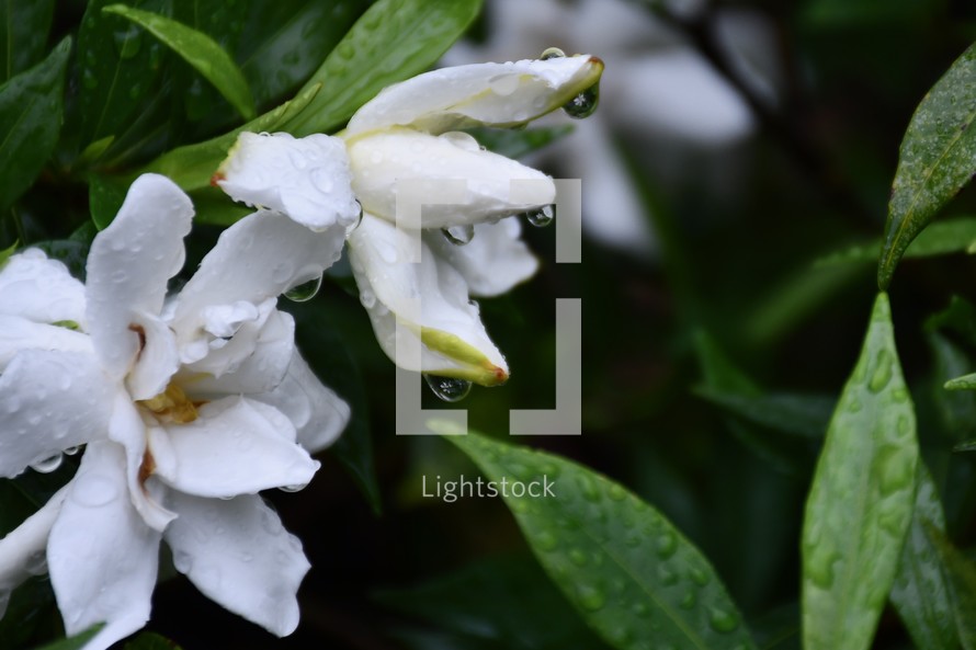 wet white gardenia flower 