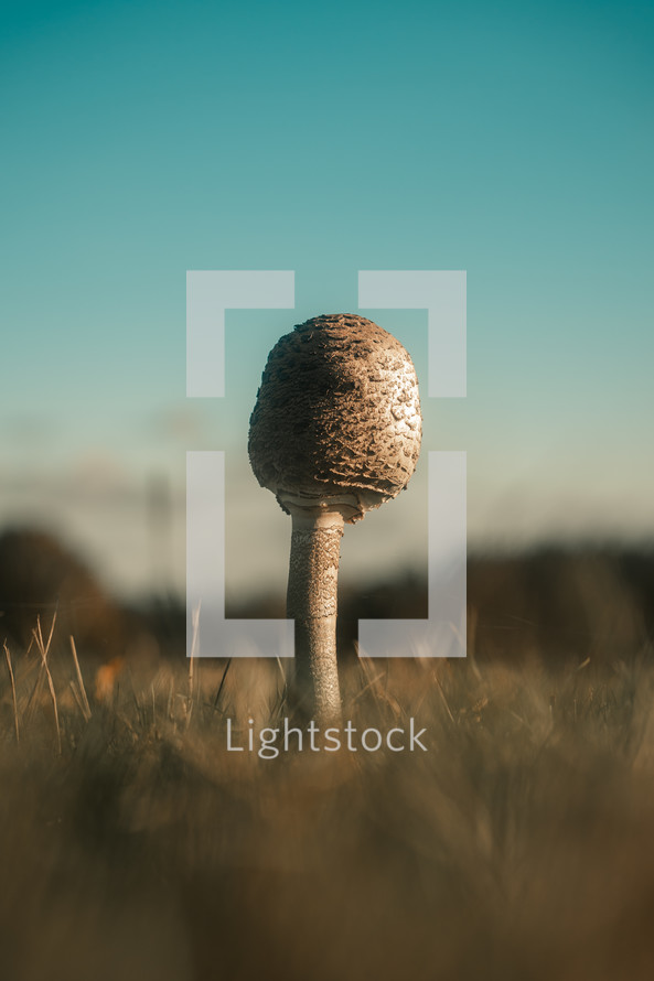 Parasol mushroom growing in a field, close-up fungi fungus photo, toadstool macro nature photography