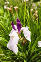 Wild iris flowers in a field.