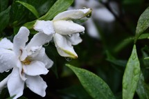 wet white gardenia flower 