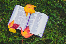 Bible and fall leaves on the ground 